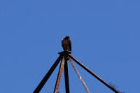 IMGP3788.JPG (467987 bytes)